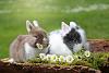Click image for larger version

Name:	bunnies.jpg
Views:	696
Size:	214.1 KB
ID:	21112